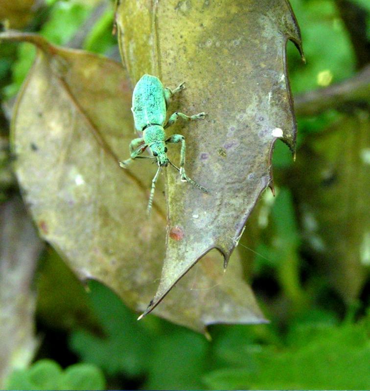 Some Bug