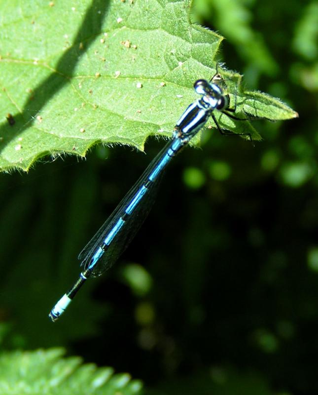 Dragon Fly 2