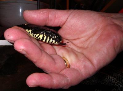 My wife's hand with her pet snake (Elaphe schrenckii)