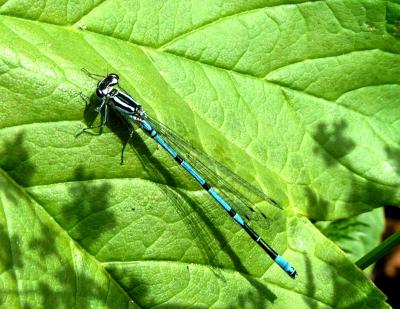 Dragon Fly