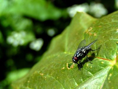 Some Fly