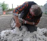 Shearing of an Angoragoat