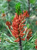 Pine