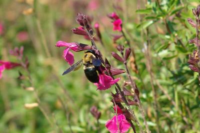 Bumblebee