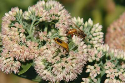 Bees