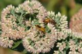 Bees