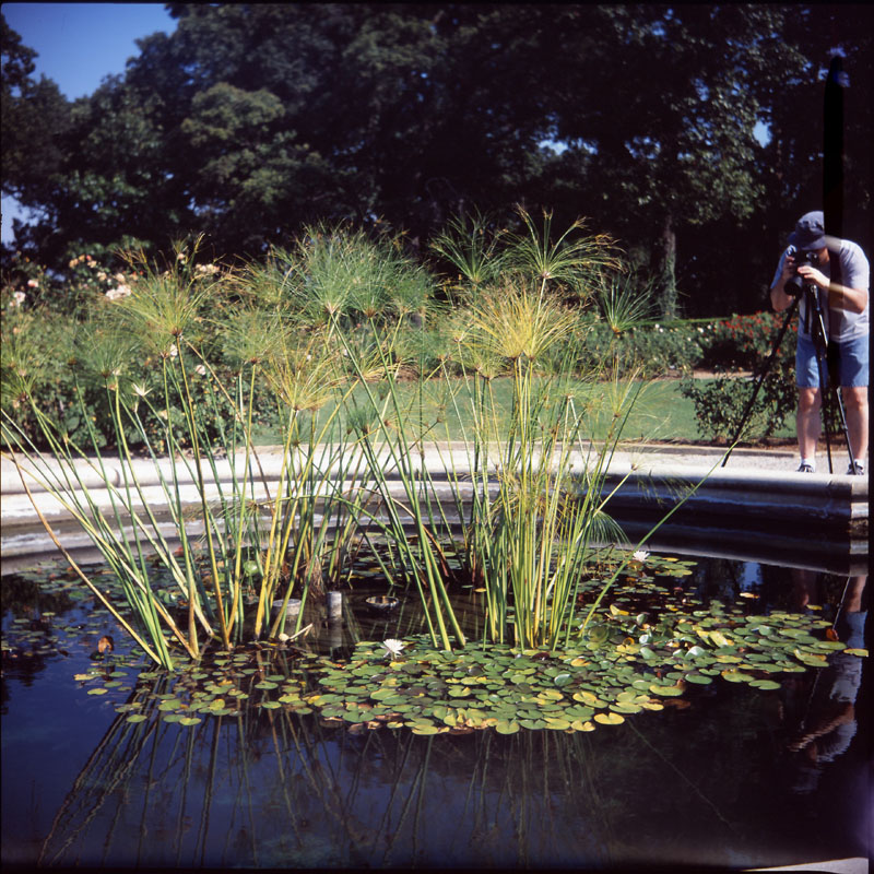 Floating Lillies