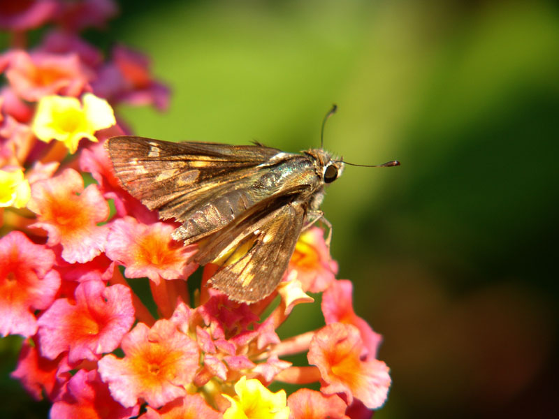 Moth on Flower