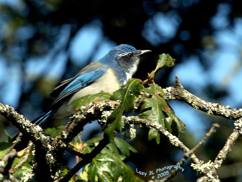 Blue bird.....<br>Feb 16