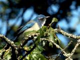 Blue bird.....<br>Feb 16