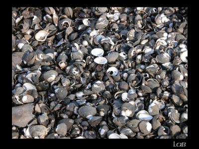 u45/lbonja/medium/39784566.clamshells.jpg