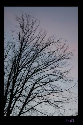 u45/lbonja/medium/39814470.dusktree.jpg