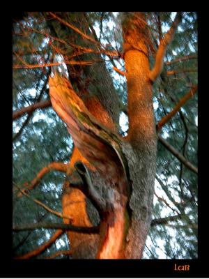 u45/lbonja/medium/39817286.dusktree2.jpg