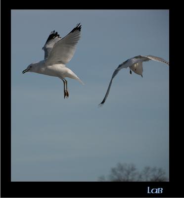 u45/lbonja/medium/39817715.birds17.jpg