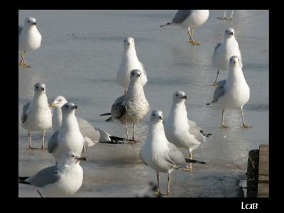 u45/lbonja/medium/39817745.birds2.jpg