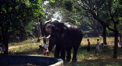 tIN41_ElephantShower_Trichu.jpg