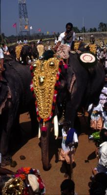 u45/lcarlsen/medium/39867738.tIN42_Procession_Trichur.jpg