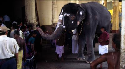 tIN81_TempleElephant.jpg
