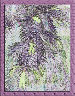 Pine
