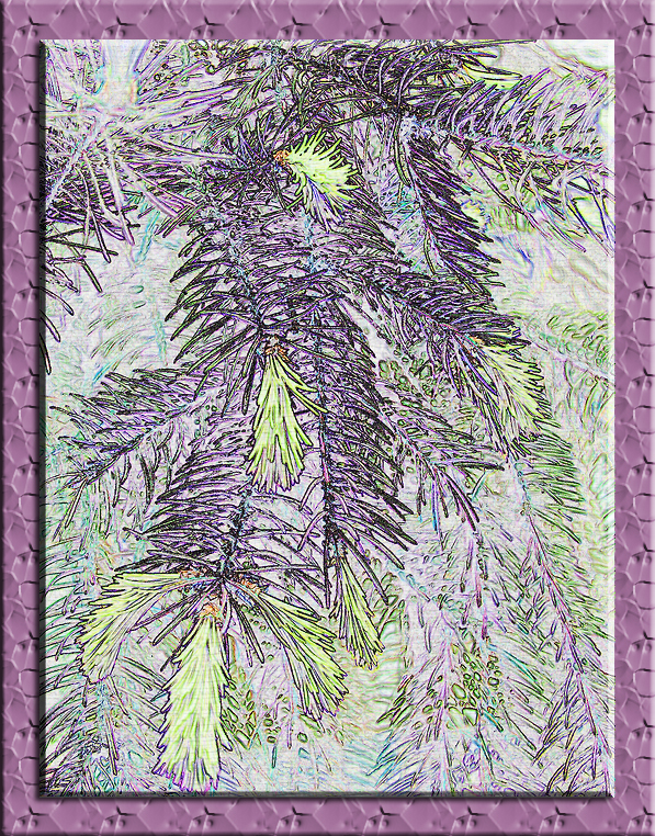 Pine