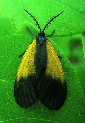 Orange-patched Smoky Moth (4639)