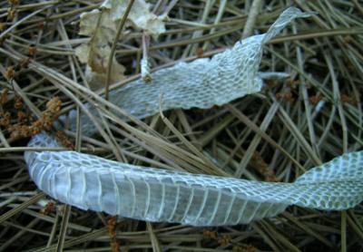 Garter Snake Skin from Molting
