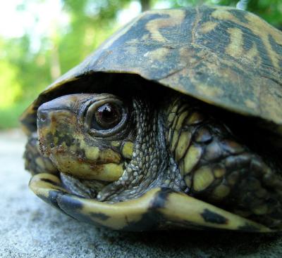 Eastern Box Turtle