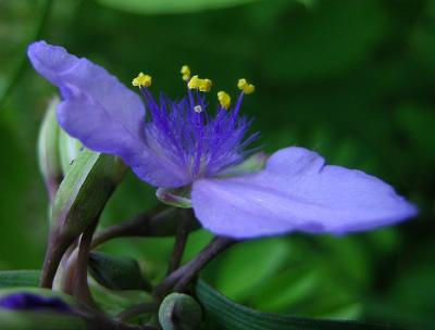 Spiderwort, Virginia