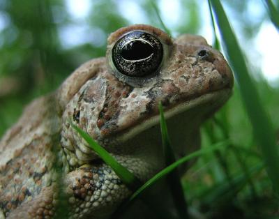 Fowler's Toad