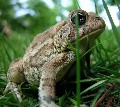 Fowler's Toad