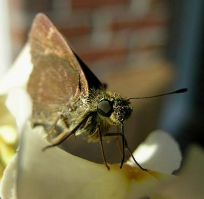 Little Glassywing