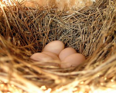 Bluebird Nest with White/Brown Eggs