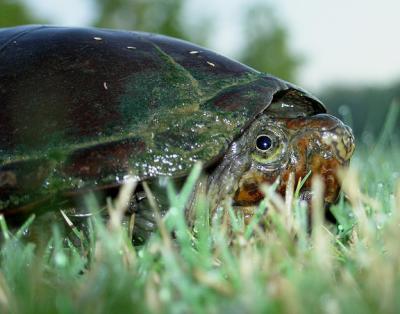 Eastern Mud Turtle