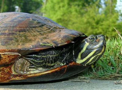 Pond Slider