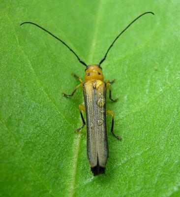 Cottonwood Twig Borer