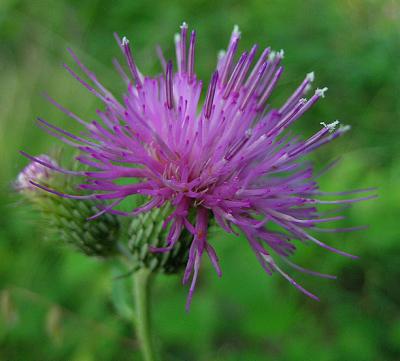 Thistle, Two-colored