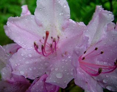 Rhododendron, Purple