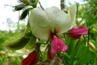 Goat's Rue