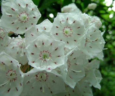 Mountain Laurel