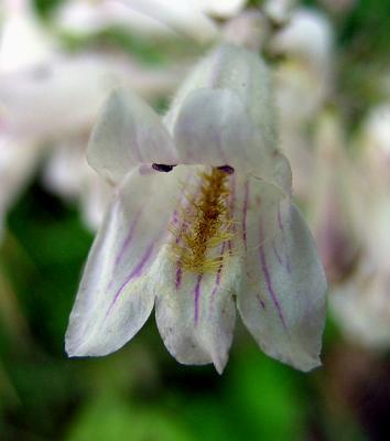 Beardtongue