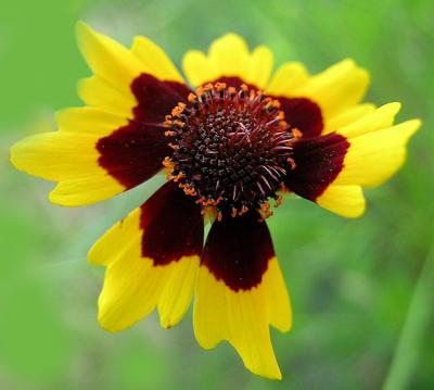 Coreopsis, Plains (Golden Tickseed)