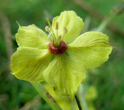 Wood Sorrel, Yellow