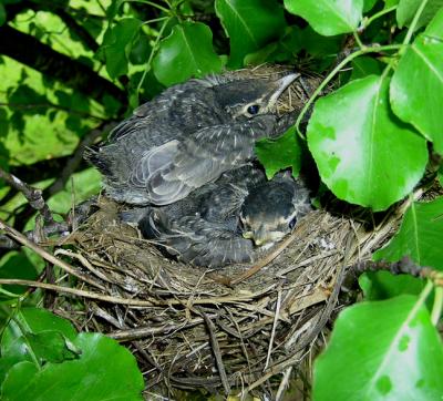 American Robin's Nest