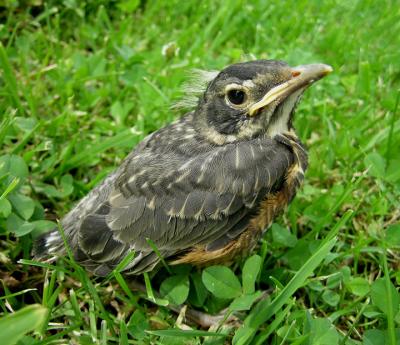 American Robin Juvenile