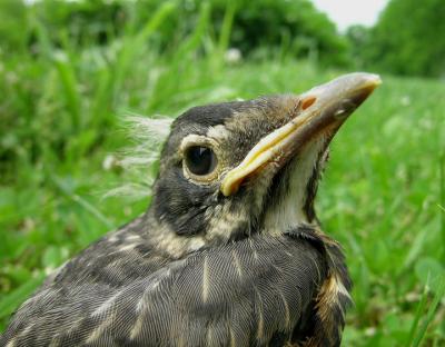 American Robin Juvenile