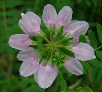 Crownvetch