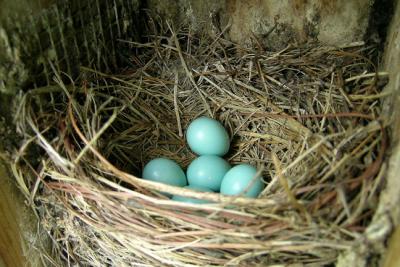 Bluebird Nest with Typical Blue Eggs