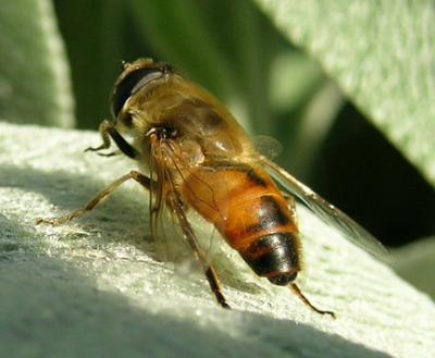 Eristalis spp.