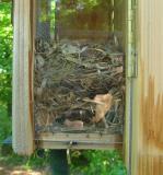 Brown-headed Nuthatch Nest