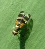 Picture-winged Fly